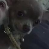 Foto de perro perdido en Kaltenhouse