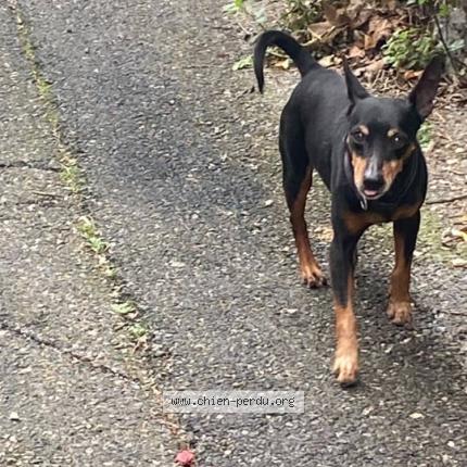 Foto de perro encontrado en Marseille