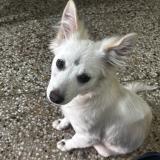 Foto de perro encontrado en Ranchi