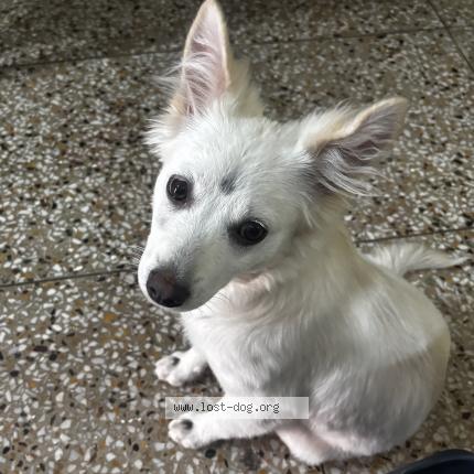 Foto 1/1 Perro encontrado Encontrado en Ranchi