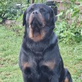 Foto de perro perdido en Sainte Ceronne Les Mortagne