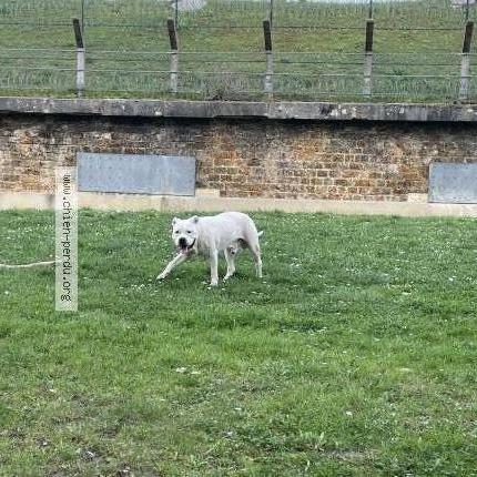 Foto 1/1 Perro encontrado Encontrado en Kremlin bicetre
