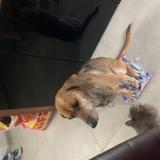 Foto de perro perdido en Louroux De Bouble