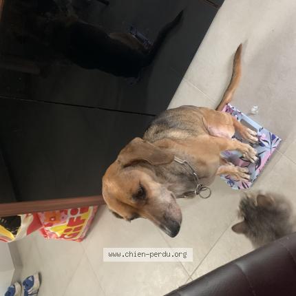 Foto 1/1 Daisy Chien perdido en Louroux de bouble