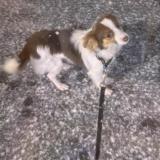 Foto de perro perdido en La Chapelle Sur Erdre