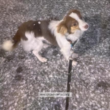 Foto de perro perdido en La Chapelle Sur Erdre