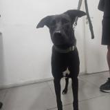 Foto de perro encontrado en Caba