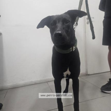 Foto 1/1 Perro encontrado Encontrado en Caba