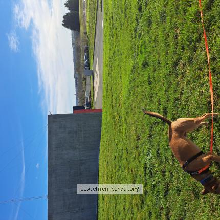 Foto de perro perdido en Maulevrier