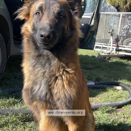 Foto 1/4 alpha Chien perdido en La roquille