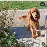 Foto de perro perdido en Saint Prive