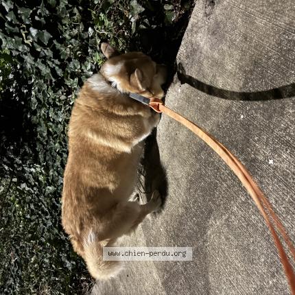 Foto de perro encontrado en Pessac