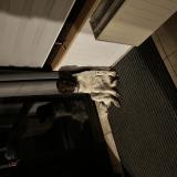 Foto de perro encontrado en Viriat