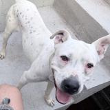 Foto de perro perdido en Guatemala