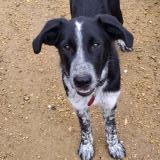 Foto de perro perdido en Istres