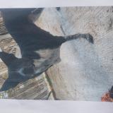 Foto de perro perdido en La Devise