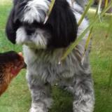 Foto de perro perdido en Pontivy