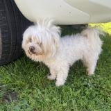 Foto de perro encontrado en Fontenay Le Comte
