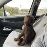 Foto de perro perdido en Chenay Le Chatel