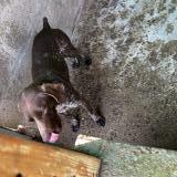 Foto de perro encontrado en Huille