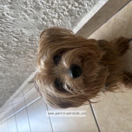 Foto 1/1 Perro encontrado Encontrado en San Juan