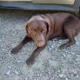 Foto de perro perdido en Curgy