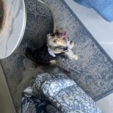 Foto de un perro reunido en Chula Vista