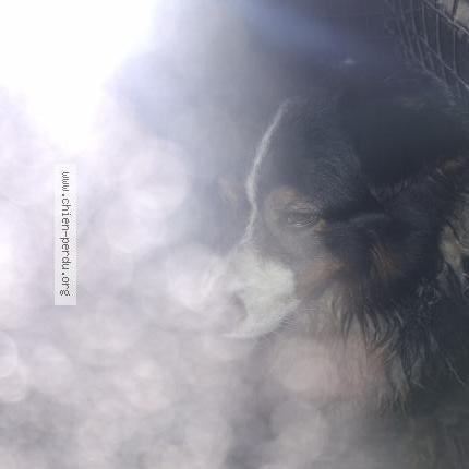 Foto de perro encontrado en Friesen