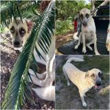 Foto de perro perdido en Paita