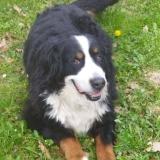 Foto de perro perdido en Escosse