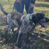 Foto de perro perdido en Aunac Sur Charente