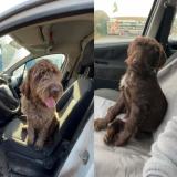 Foto de perro perdido en Chenay Le Chatel