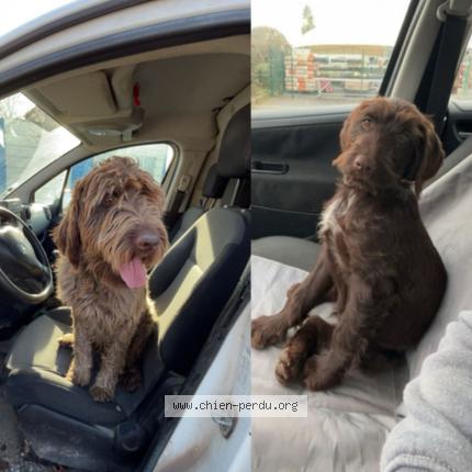 Foto de perro perdido en Chenay Le Chatel