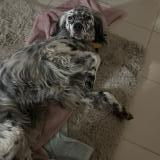 Foto de perro encontrado en La Chevroliere