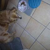 Foto de perro encontrado en Palaiseau