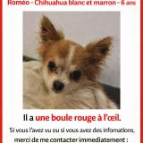 Foto de perro perdido en Rouen