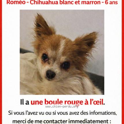 Foto de perro perdido en Rouen