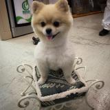 Foto de perro perdido en Bagnolet