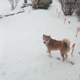 Foto de perro perdido en Fleville Les Nancy