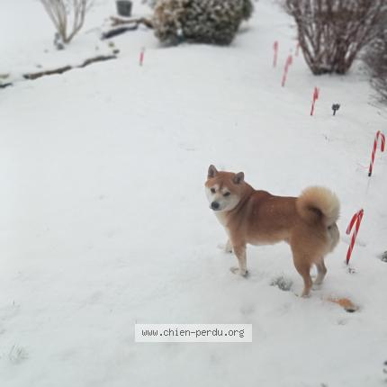 Foto 1/1 Loko Chien perdido en Fleville les nancy