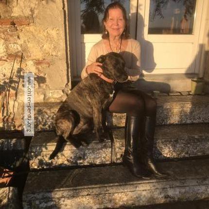 Foto de perro perdido en Donzac