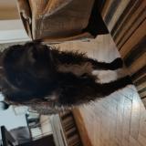 Foto de perro encontrado en Caba