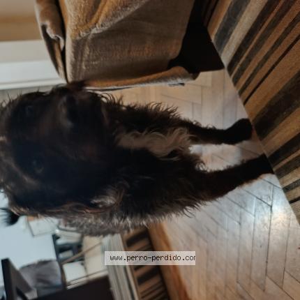 Foto 1/1 Perro encontrado Encontrado en Caba