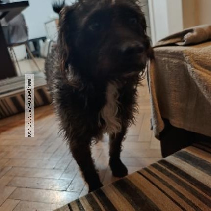 Foto 1/1 Perro encontrado Encontrado en Caba
