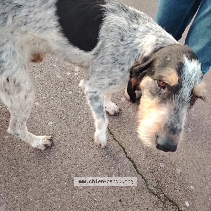 Foto de perro encontrado en Luynes