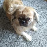 Foto de perro perdido en Chenove