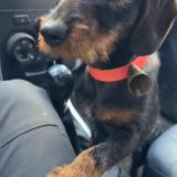 Foto de perro perdido en Lacapelle Del Fraisse