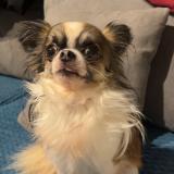 Foto de perro perdido en Paulmy