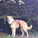 Foto de perro perdido en Guemene Penfao