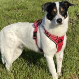 Foto de perro perdido en Cadillac